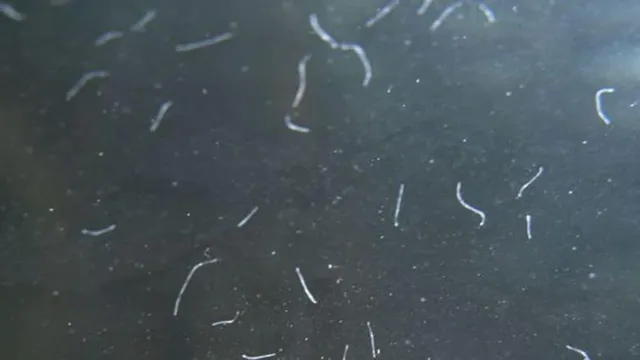 how to get rid of hair worms in aquarium