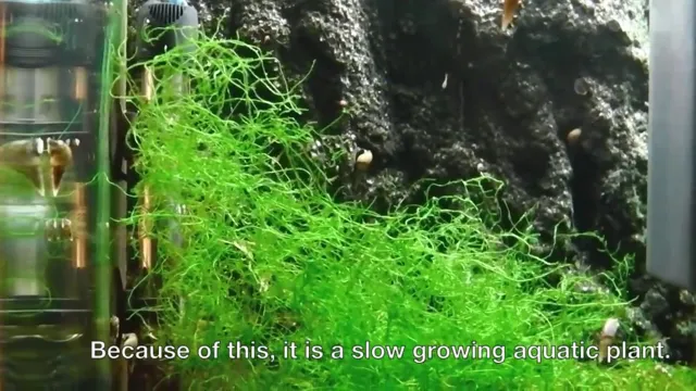 how to get rid of java moss in aquarium