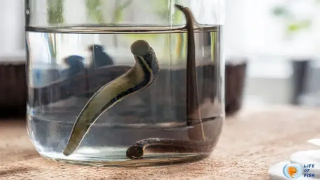 How to Get Rid of Leeches in Aquarium: Effective Solutions and Prevention Tips