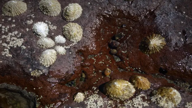 How to Get Rid of Limpets in Aquarium: Tips and Tricks You Need to Know