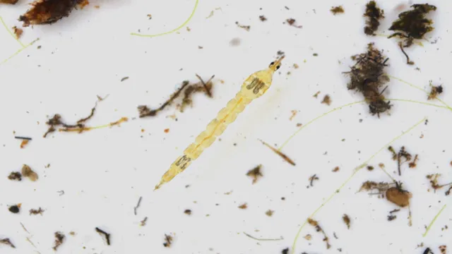 how to get rid of midge fly larvae in aquarium