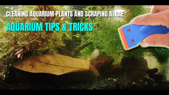 How to Get Rid of Mildew on Floating Aquarium Plants: Tips and Tricks