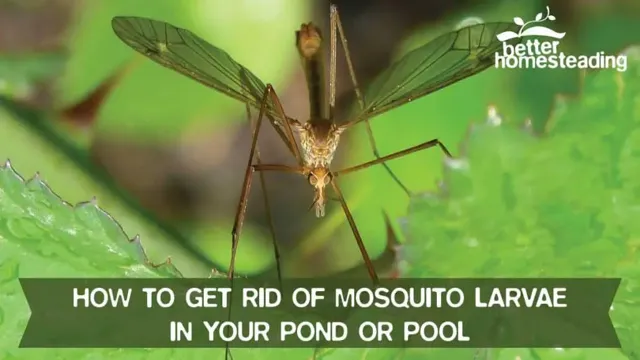 how to get rid of mosquito larvae in aquarium