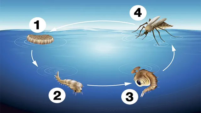 how to get rid of mosquitoes in aquarium