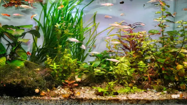 How to Get Rid of Mulm in Aquarium: A Guide to Clean Your Tank