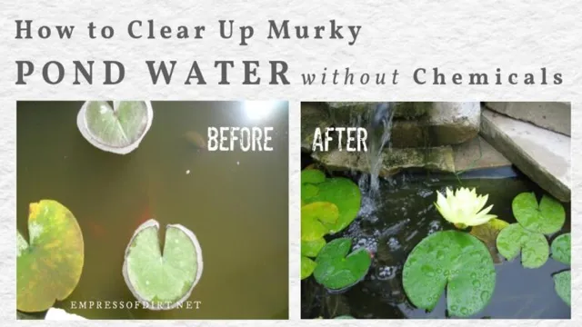 How to Get Rid of Murky Aquarium Water: Tips and Tricks for Crystal Clear Fish Tank