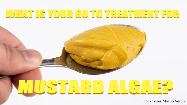 how to get rid of mustard algae in an aquarium