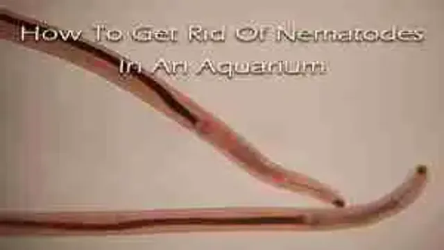 how to get rid of nematodes in aquarium