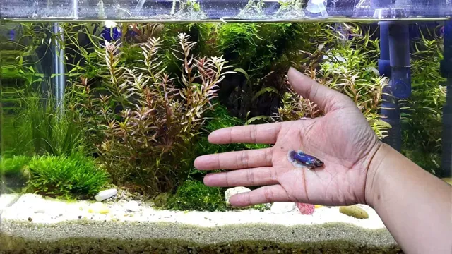 How to Get Rid of Nitrites in Freshwater Aquarium: Effective Tips and Tricks