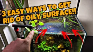 how to get rid of oily film in aquarium