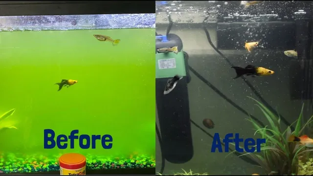 How to Get Rid of Pink Algae in Aquarium: Effective Ways to Keep Your Tank Clean