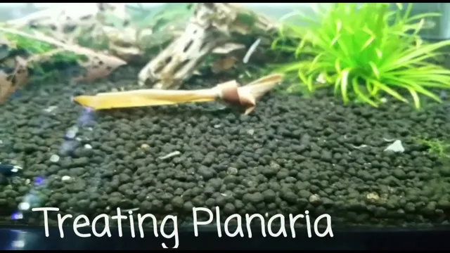 How to Get Rid of Planaria in Freshwater Aquarium: Simple and Effective Solutions