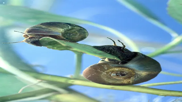 how to get rid of ramshorn snails in aquarium