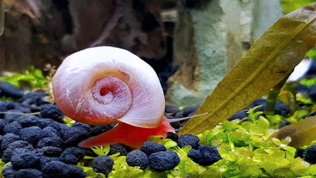 How to Get Rid of Ramshorn Snails in Aquarium: Effective Methods and Prevention Tips