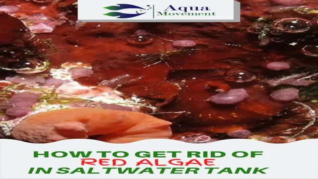 how to get rid of red algae in aquarium