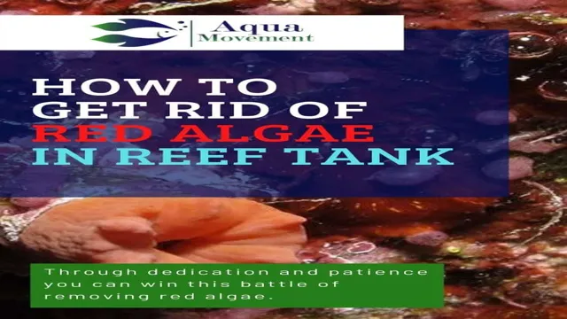 How to Get Rid of Red Algae in Aquarium: Effective Tips and Tricks