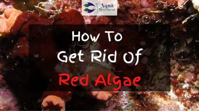how to get rid of red algae in saltwater aquarium