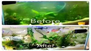 how to get rid of reflection in aquarium