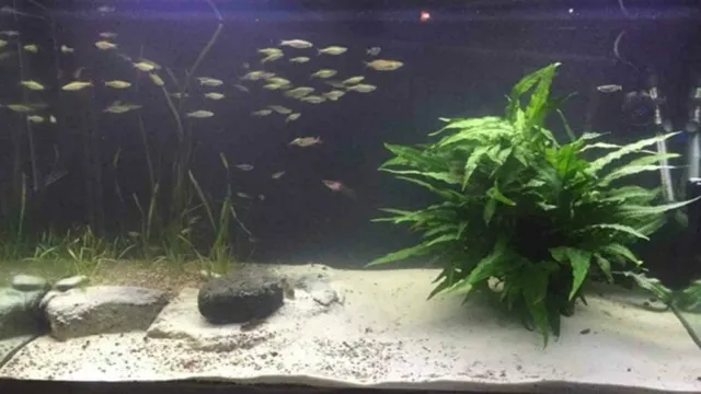 how to get rid of sand cloudy in aquarium