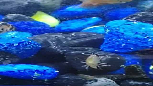 how to get rid of scuds in aquarium