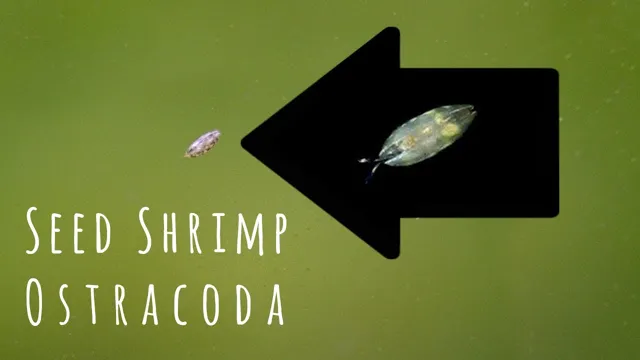 how to get rid of seed shrimp in aquarium