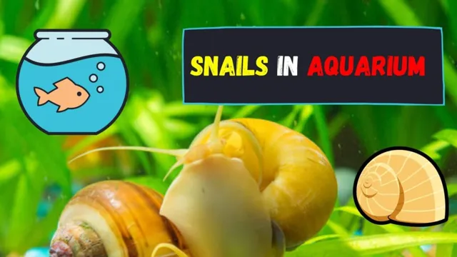 how to get rid of small snails in aquarium