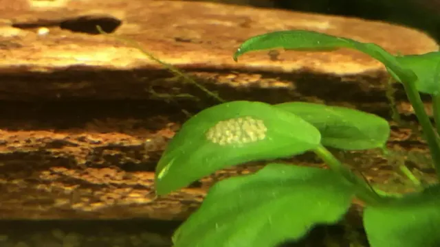 how to get rid of snail eggs on aquarium plants