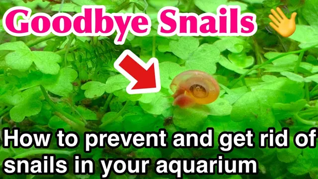 How to Get Rid of Snails from Aquarium: 5 Effective Ways