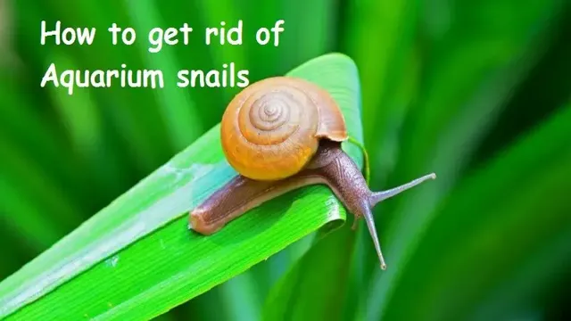 how to get rid of snails on aquarium plants