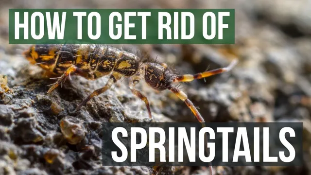 how to get rid of springtail aquarium bugs