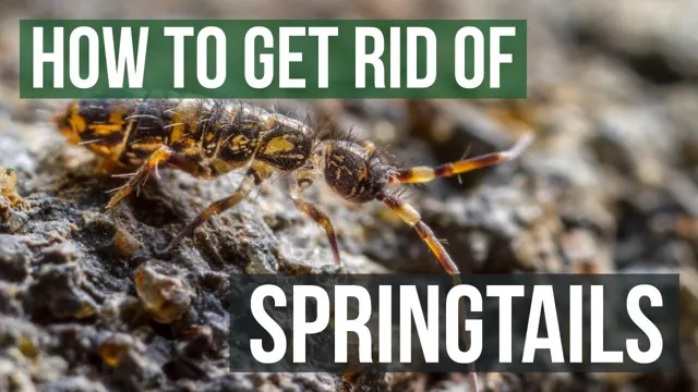 How to Get Rid of Springtails in My Aquarium: Effective Tips and Tricks