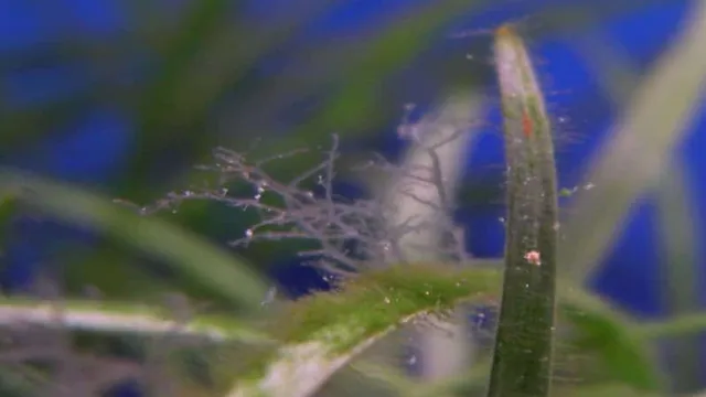 how to get rid of staghorn algae in freshwater aquariums