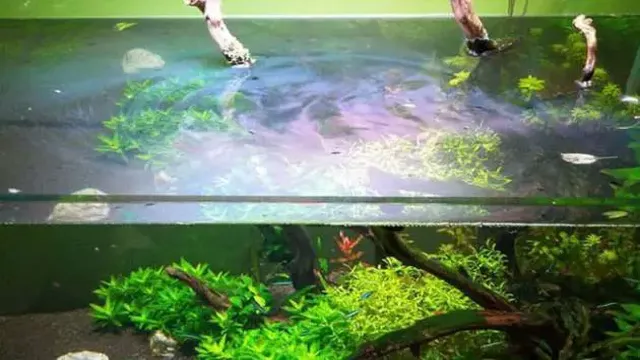 How to Get Rid of Surface Scum in Aquarium: Tips and…