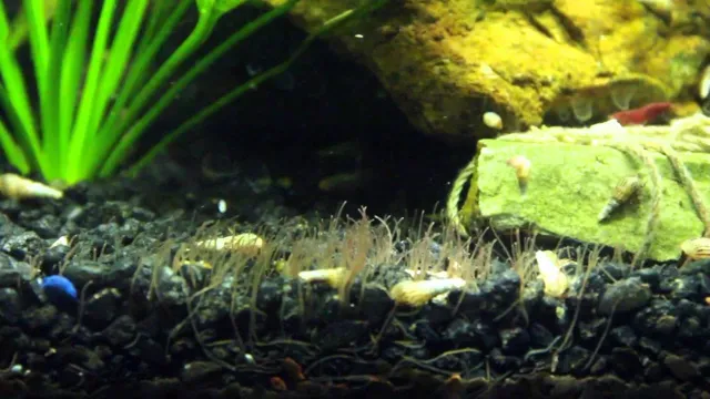 how to get rid of these small worm in aquarium