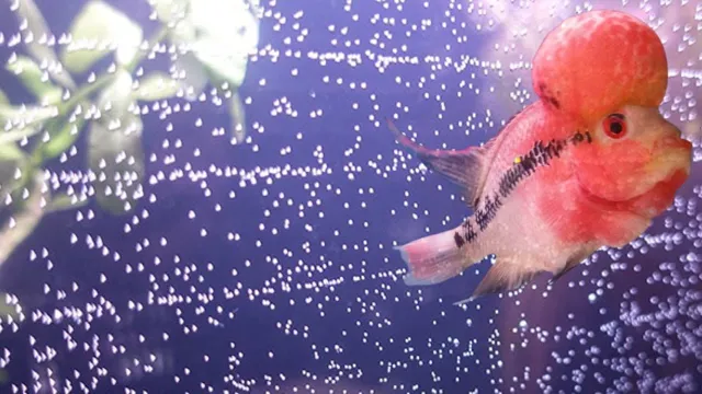 how to get rid of tiny air bubbles in aquarium