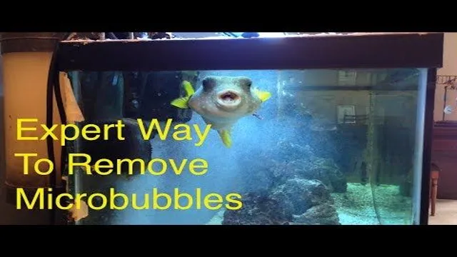 How to Get Rid of Tiny Air Bubbles in Aquarium: Tips…