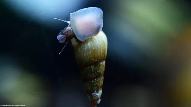 how to get rid of trumpet snails in my aquarium