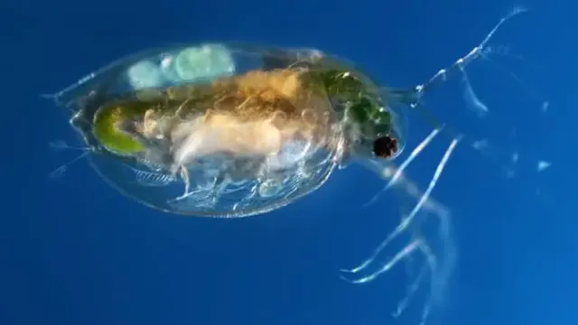 how to get rid of water fleas in aquarium