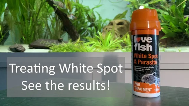 How to Get Rid of White Spot in Aquarium: Effective Ways to Keep your Fish Healthy