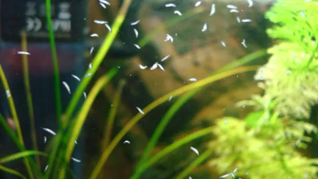 how to get rid of white worms in aquarium