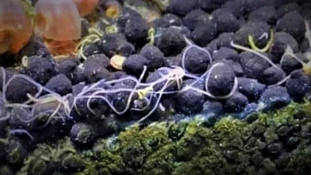 how to get rid of worms in aquarium