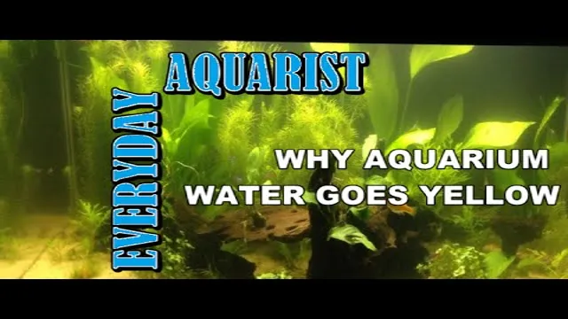 How to Get Rid of Yellow Water in Aquarium: Effective Tips and Tricks