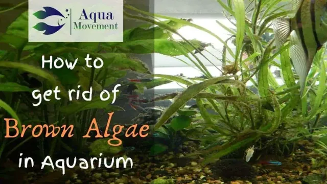 how to get rid os brown algie in aquarium