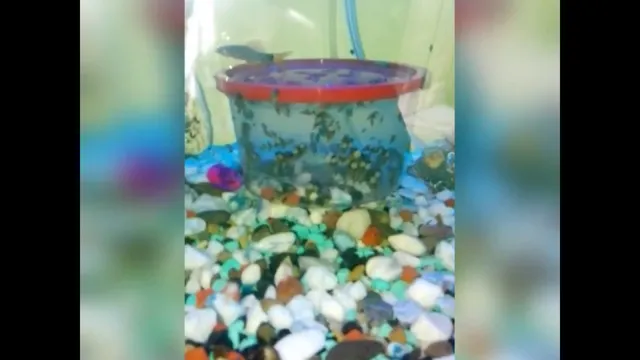 how to get rid snails in an aquarium