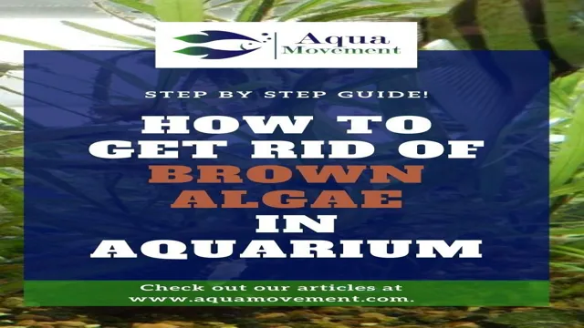 how to get rid.of brown alge freshwater aquarium