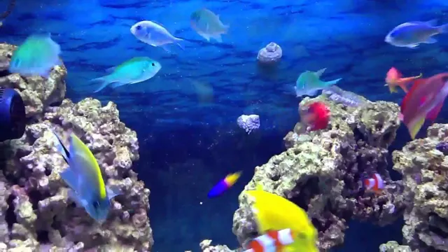 how to get schooling fish to school in saltwater aquarium