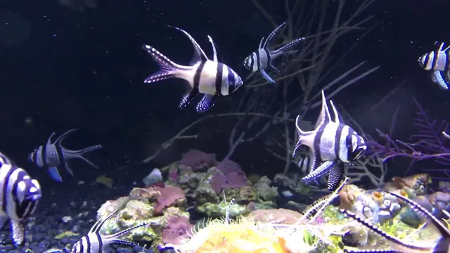 How to Get Schooling Fish to School in Saltwater Aquarium: Tips and Tricks