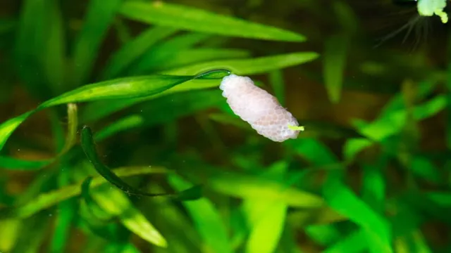 how to get snail eggs off aquarium plants