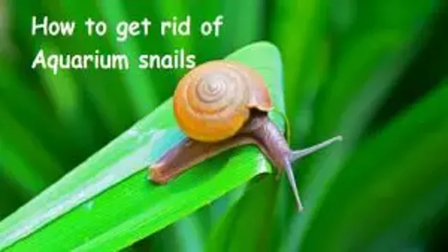 how to get snails off aquarium plants