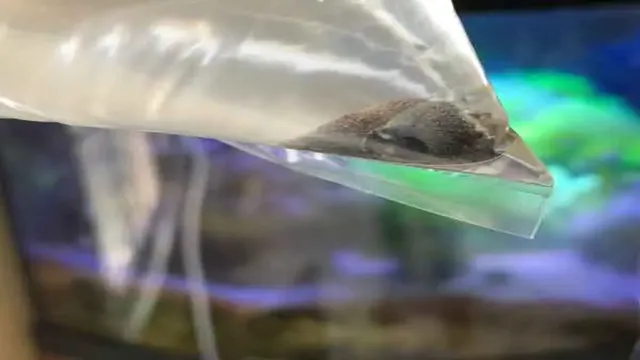 how to get snails out of the bag for aquarium